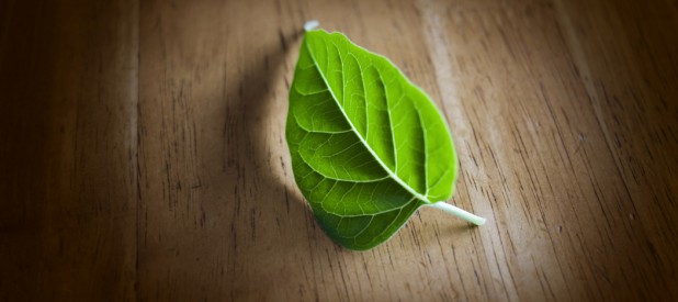 spotlight-leaf