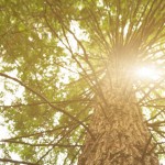 Sunlight Penetrating Tree's Branches