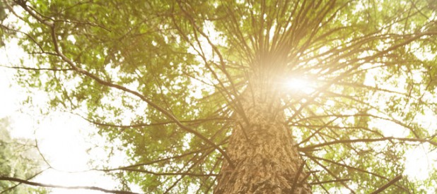 Sunlight Penetrating Tree's Branches