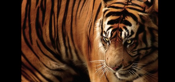 tiger