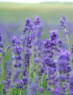 purple flowers